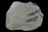 Pennsylvanian Fossil Fern (Sphenopteris) Plate - Kentucky #138536-1